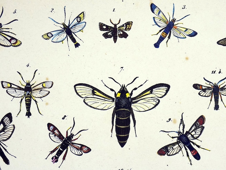 - quarto plate of Butterflies and Moths in full hand colour Natural History. 1842 Friedrich Berge 1811-1883