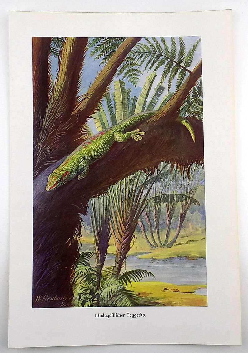 1922 Reptiles Amphibians Original Antique Chromolithograph Print by Alfred Brehm GECKO MADAGASCAR Home /& Living.