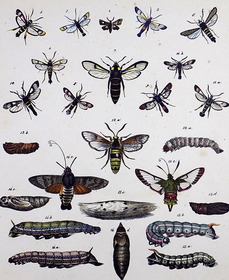 - quarto plate of Butterflies and Moths in full hand colour Natural History. 1842 Friedrich Berge 1811-1883