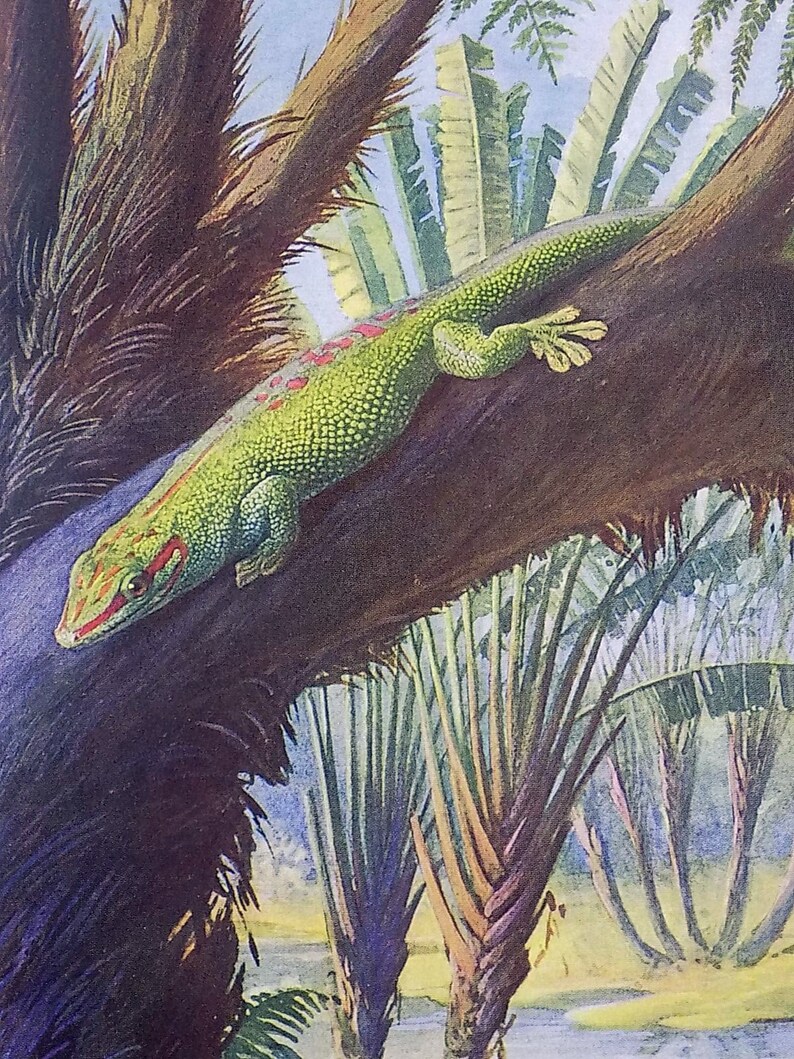 1922 Reptiles Amphibians Original Antique Chromolithograph Print by Alfred Brehm GECKO MADAGASCAR Home /& Living.