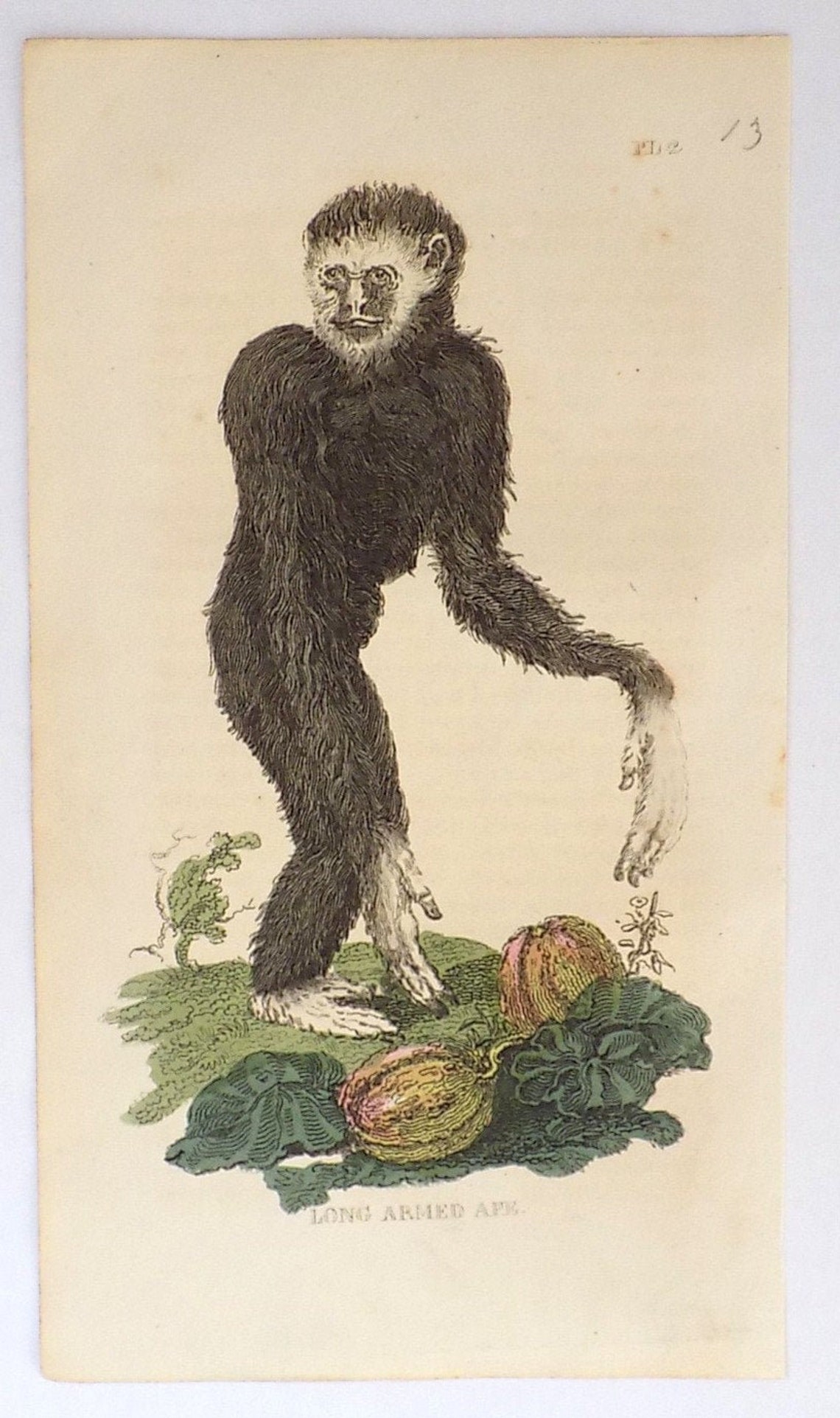 1811 LongArmed Monkey Ape Original Antique Print in Etsy