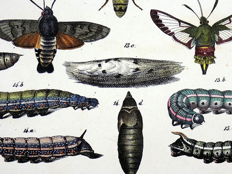 - quarto plate of Butterflies and Moths in full hand colour Natural History. 1842 Friedrich Berge 1811-1883