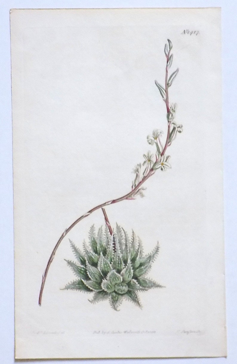 Natural History. CURTIS Botanical Engraving Transparent-Leaved ALOE Original Antique Botanical Print 1811