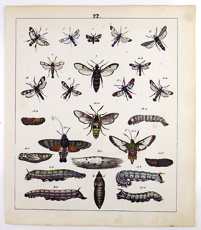 - quarto plate of Butterflies and Moths in full hand colour Natural History. 1842 Friedrich Berge 1811-1883