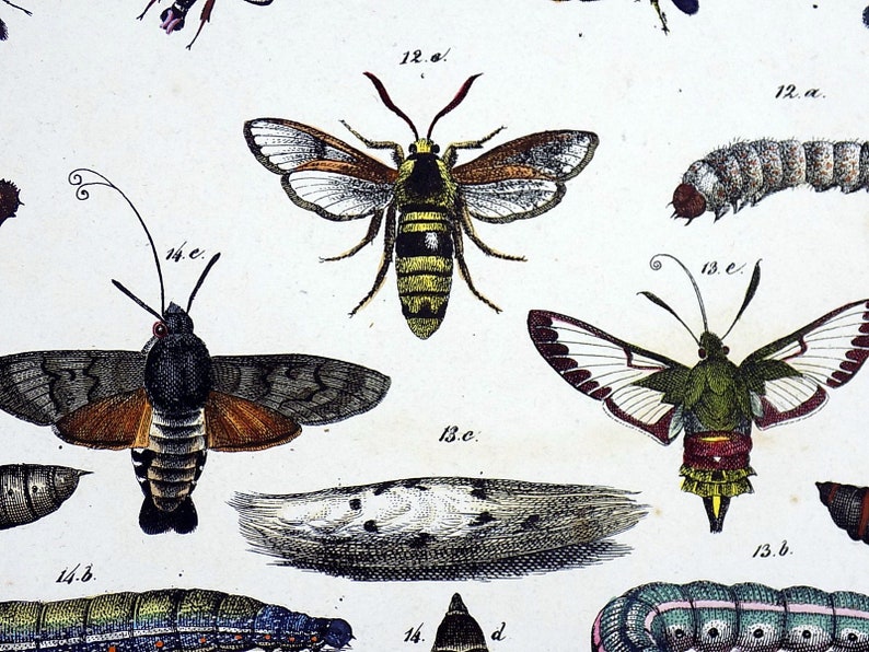 - quarto plate of Butterflies and Moths in full hand colour Natural History. 1842 Friedrich Berge 1811-1883