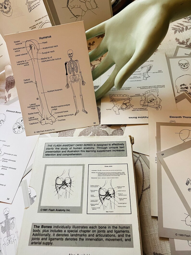 Vintage Anatomy Flash Cards Human Body Teaching Etsy