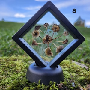 May include: A black, diamond-shaped display case holding dried mushrooms. The mushrooms are brown and tan, arranged in a radial pattern. The case is set on a black stand, with a green mossy background and a blue sky.