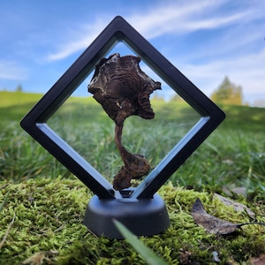 May include: A preserved mushroom specimen encased in a black, diamond-shaped frame. The mushroom is brown with a textured cap and stem. The frame sits on a black base, displayed on a bed of green moss, with a backdrop of grass and a blue sky.
