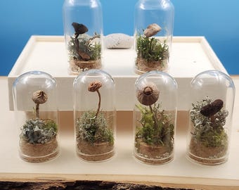 Single Mushroom Mini Forests 2.5"