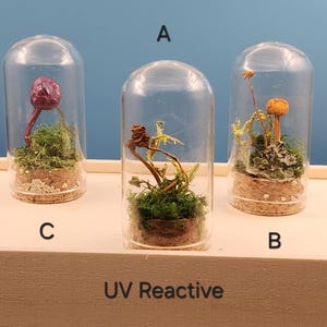 May include: Three miniature terrariums under glass domes. Each contains a different arrangement of dried plants, moss, and fungi. The terrariums sit on a wooden shelf against a blue background. The text "UV Reactive" is visible on the shelf.