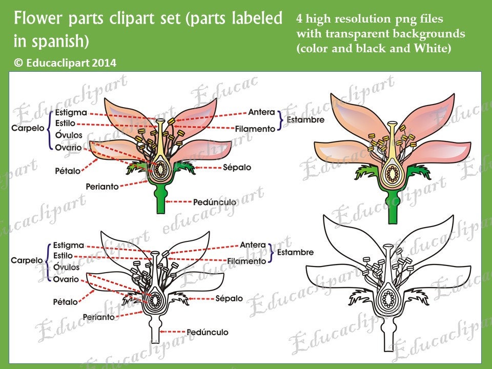 Flower parts clipart set labeled in spanish Etsy