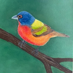 Painted Bunting, Bird, Original Oil Painting