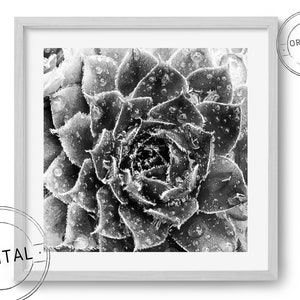 Digital download photograph - Macro succulent
