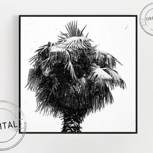 Digital download photograph - Palm tree under the snow