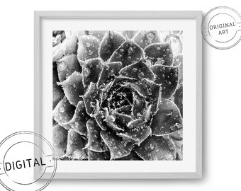 Digital download photograph - Macro succulent