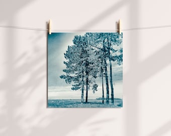 gallery-quality photographic print - Les pins de bord de mer