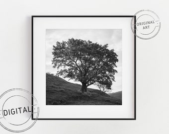 Digital download photograph - huge tree in black and white