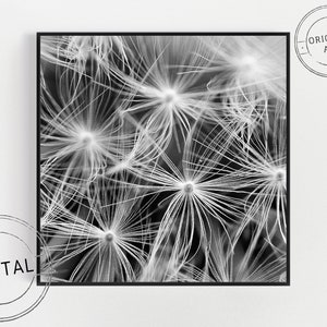 Digital download photograph - Macro dandelion