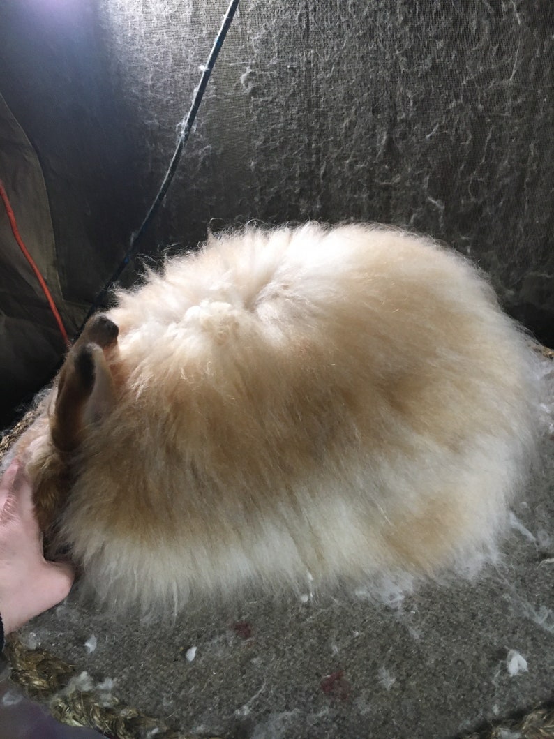 Satin angora fawn 2.8 ounces