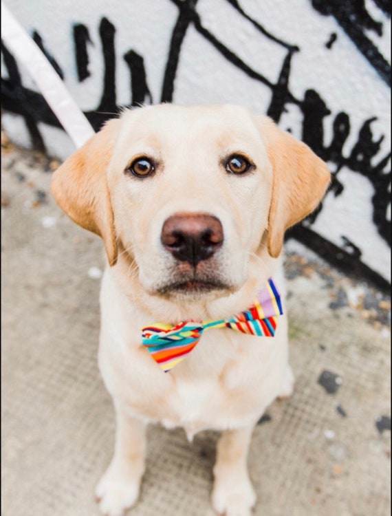 rainbow dog bow tie