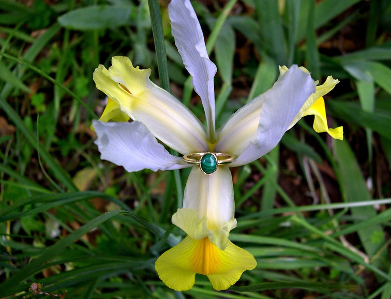 Puede incluir: Una delicada flor de iris blanca y amarilla con un anillo de oro con una piedra preciosa verde.