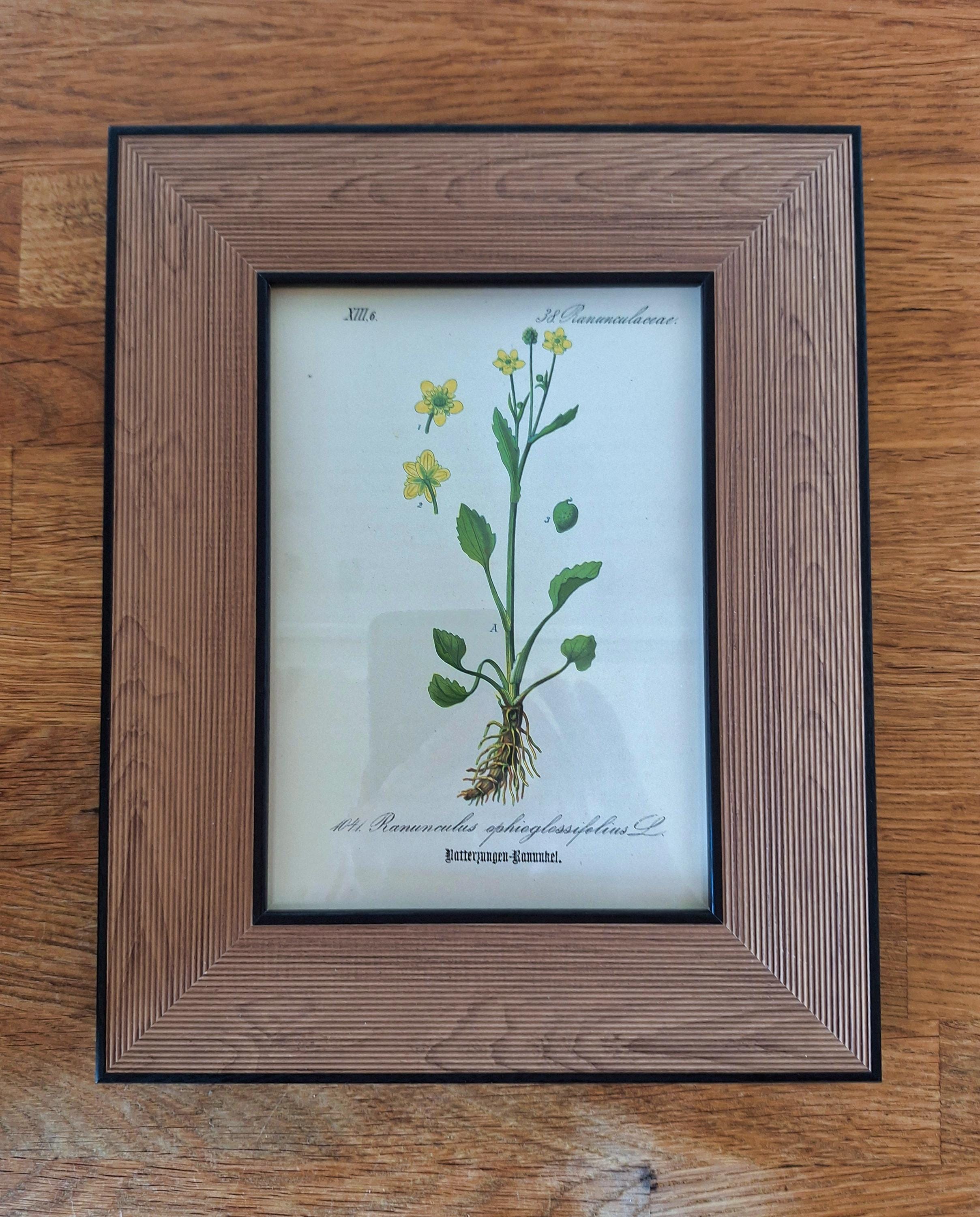 Gravure Sur Bois Originale De 1884 - Plantes Botaniques - Signée Et Teintée à La Main - Lenny Schermaul