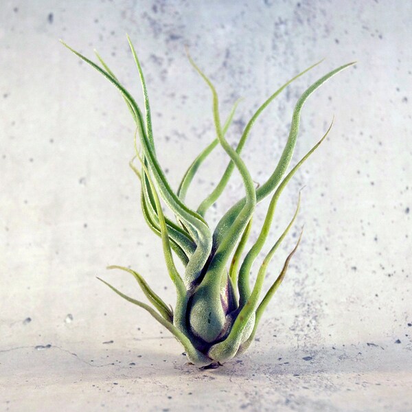 Air plant Caput Medusae