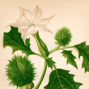 Original 1860 Victorian Flower Plant Print Botanical Chromolithograph Thorn Apple