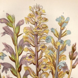 Antike BLUMENDRUCK 1899 Original Victorian Botanische Chromolithographie