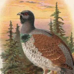 URAL CAPERCAILZIE Game Bird 1896 Rare Antique Bird Print Chromolithograph Ornithology Book Plate