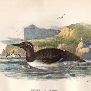 Gezügelter Guillemot 1897 Seltener antiker Vogeldruck Chromolithograph Ornithology Book Plate