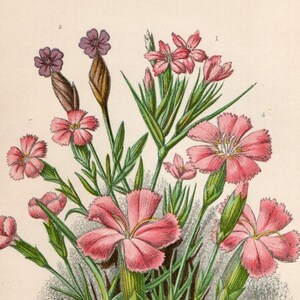 Antike BLUMENDRUCK 1899 Original Victorian Botanische Chromolithographie