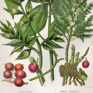 1899 Antiker BLUMENDRUCK Original Victorian Botanische Chromolithographie