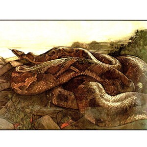 May include: A large brown snake coiled on a rocky surface with green foliage in the background.