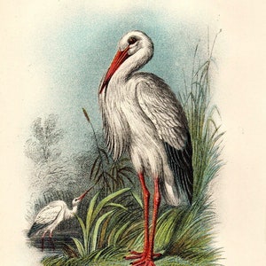 WHITE STORCH 1896 Seltene antike Vogeldruck Chromolithograph Ornithologie Buchplatte