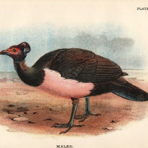 MALEO Spielvogel 1896 Seltener antiker Vogeldruck Chromolithograph Ornithology Book Plate