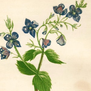 Grabado floral antiguo de 1852, verónica gallineta, botánica Anne Pratt