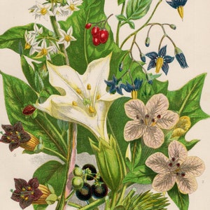 Antique FLOWER PRINT 1899 Original Victorian Botanical Chromolithograph