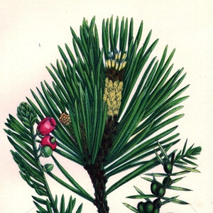 Antike BLUMENDRUCK 1899 Original Victorian Botanische Chromolithographie