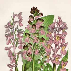 1899 Antiker BLUMENDRUCK Original Victorian Botanische Chromolithographie