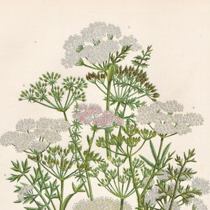 Antique FLOWER PRINT 1899 Original Victorian Botanical Chromolithograph