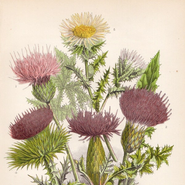THISTLES 1899 Antique FLOWER PRINT Original Victorian Botanical Chromolithograph by Anne Pratt