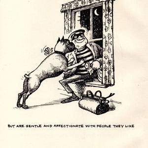 Original Thelwell Comical Dog Print 1964 Vintage Cartoon Art