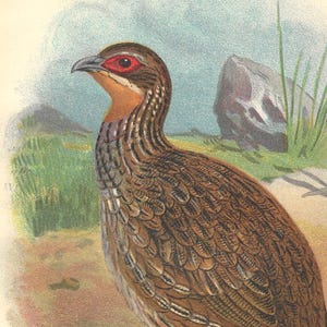 Spiel Vogel 1896 Seltener Antiker Vogel Druck Chromolithograph Ornithologie Buch Platte Reichenow's Bare-Throated Francolin