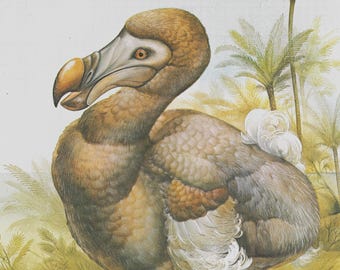 Vintage-Lithografie eines Dodos, Illustration von David Day aus dem Jahr 1981 (30,5 x 22,9 cm).