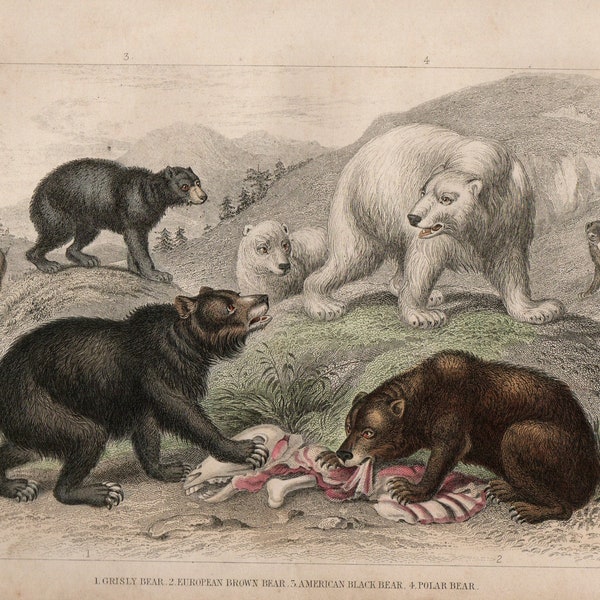 Original 1860 Antique BEAR Print Hand Coloured Victorian Chromolithograph Natural History Book Plate by Oliver Goldsmith