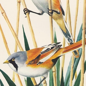 Könnte beinhalten: Aquarellillustration von zwei Vögeln, die zwischen Schilf sitzen. Die Vögel haben ein orangefarbenes, weißes und graues Gefieder mit schwarzen Markierungen. Die Schilfrohre sind hellbraun und die Blätter sind grün.