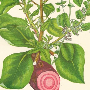 1899 Original Antique FLOWER PRINT Victorian Botanical Chromolithograph