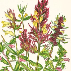 1899 Antiker BLUMENDRUCK Original Victorian Botanische Chromolithographie