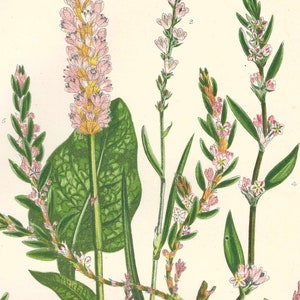 1899 Original Antique FLOWER PRINT Victorian Botanical Chromolithograph